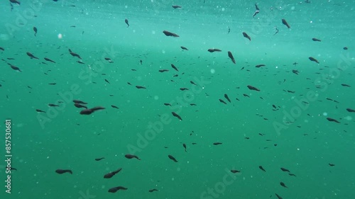 Unterwasservideo von vielen Kröten Kaulquappen in einem See  photo