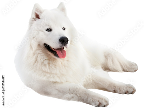 Full body shot of Samoyed dog, lying down, smiling.