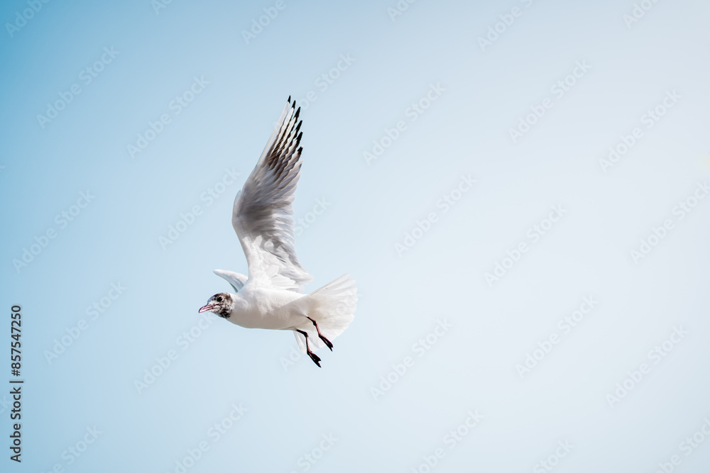 Seabird with sleek feathers and pointed beak, known as a seagull, gracefully soars through the clear blue sky in a mesmerizing flight event Seabird with sleek feathers and pointed beak, known as a seagull, gracefully soars through the clear blue sky in a mesmerizing flight event