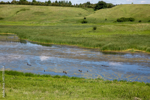 Geese Birds Swimming Wetlands Blue Sky Natural Reserve Swamp Marsh Lake Grasslands Wilderness 