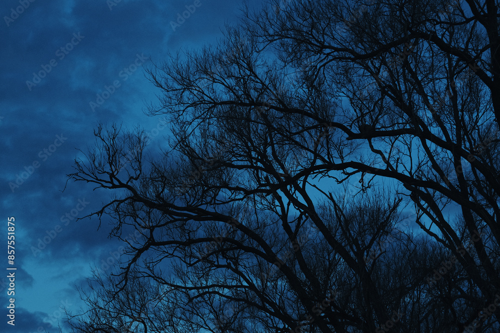 Fondo de árbol con ramas oscuras sobre cielo de anochecer Fondo de árbol con ramas oscuras sobre cielo de anochecer
