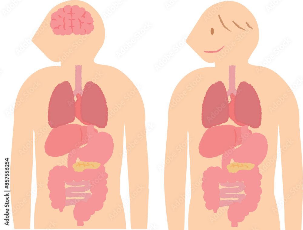 人間の身体、人体解剖図　内臓・臓器