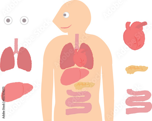 臓器提供の部位　内臓・臓器