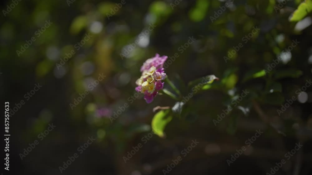 Close-up of vibrant lantana flowers in dappled sunlight, showcasing nature's beauty.
