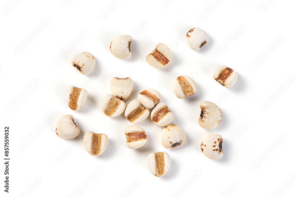 job's tears seed isolated on white background job's tears seed isolated on white background