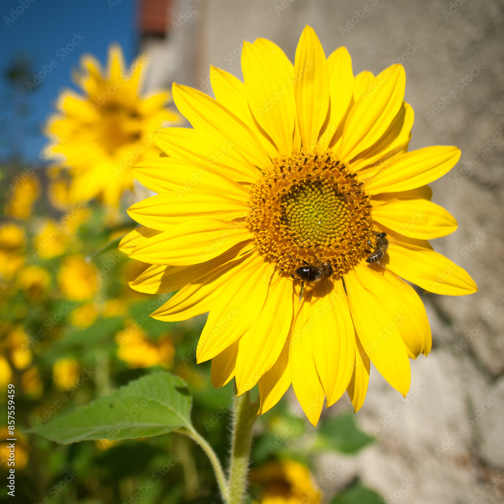 Wild bee and common honeybee together on a sunflower blossom in front of a farmhouse with more sunflowers in the smooth background Wild bee and common honeybee together on a sunflower blossom in front of a farmhouse with more sunflowers in the smooth background