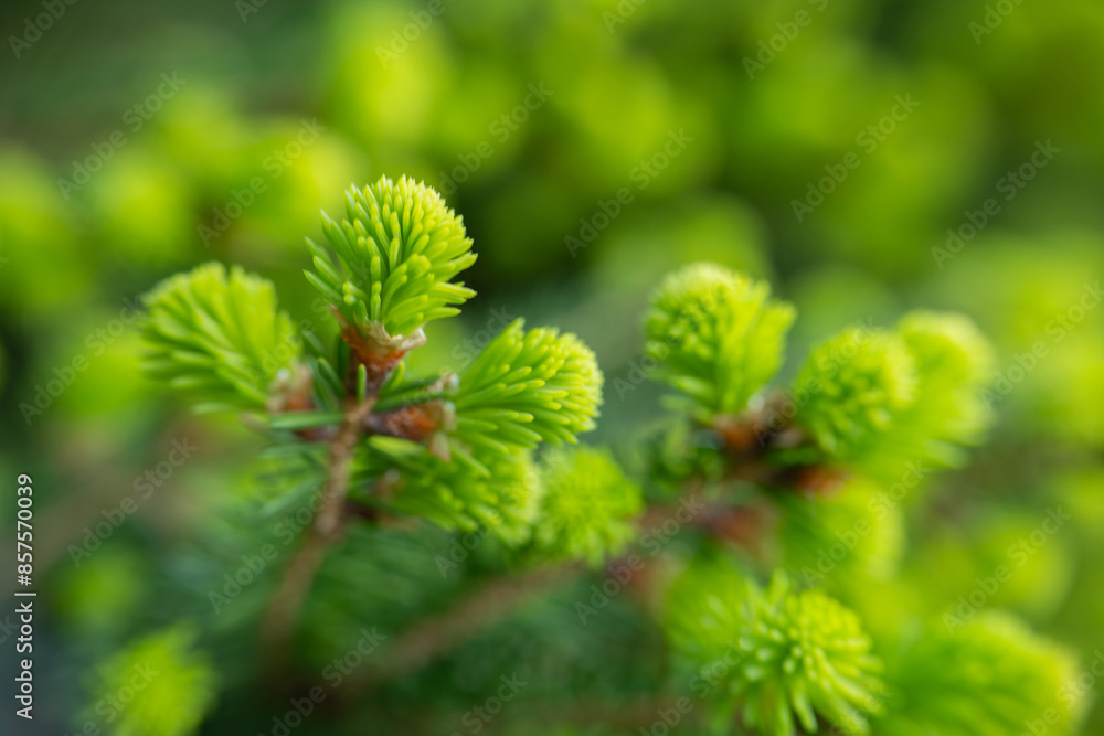 Young branch growth of spruce. spruce buds appear fluffy and exhibit a vibrant green hue. Spring spruce in the garden. Young branch growth of spruce. spruce buds appear fluffy and exhibit a vibrant green hue. Spring spruce in the garden.