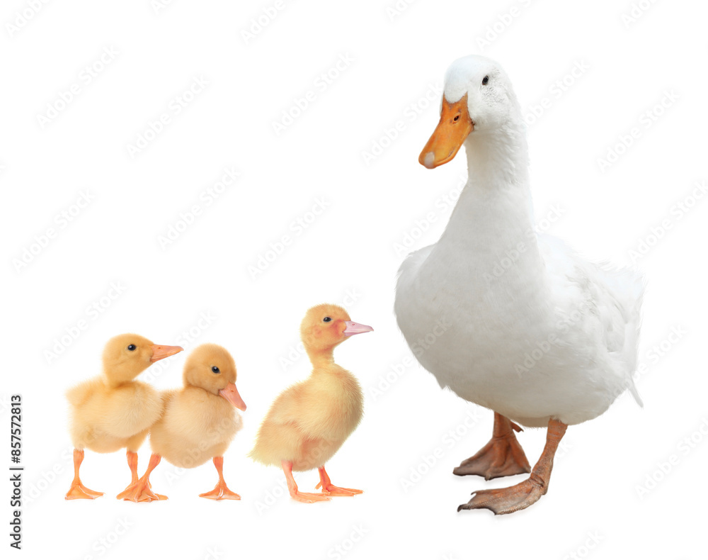 Duck and small fluffy ducklings on white background Duck and small fluffy ducklings on white background