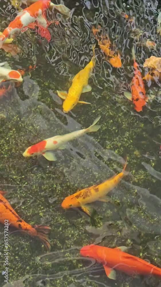 Many koi fish swim happily in the pond video, Many koi fish swim happily in the pond video,