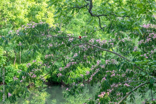 mimosa tree blooming