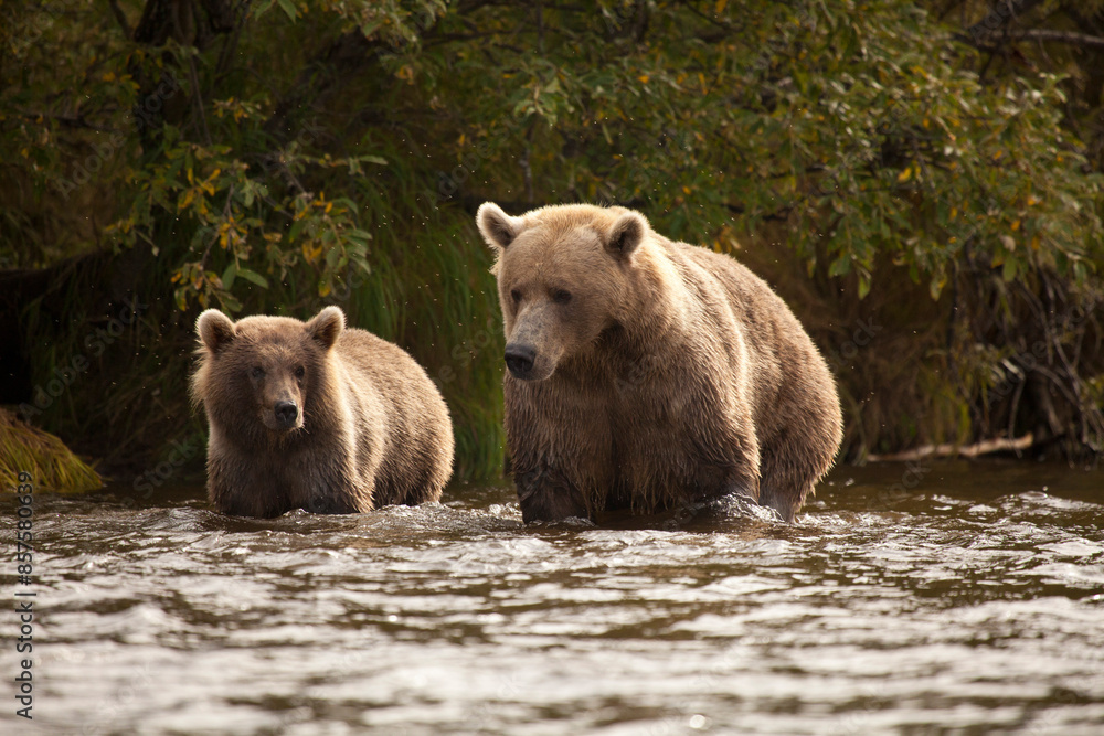 Mother bear and cub, learning to fish for salmon in river, Alaska Mother bear and cub, learning to fish for salmon in river, Alaska
