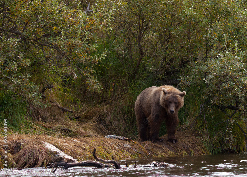 Alaskan brown bear by river fishing for salmon, Katmai National Park, Alaska Alaskan brown bear by river fishing for salmon, Katmai National Park, Alaska