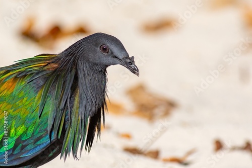 A close-up photo of a Nicobar pigeon (Caloenas nicobarica) foraging on a beach in Thailand, on a sunny day. The bird's iridescent feathers shimmer with vibrant greens, blues and yellows. photo