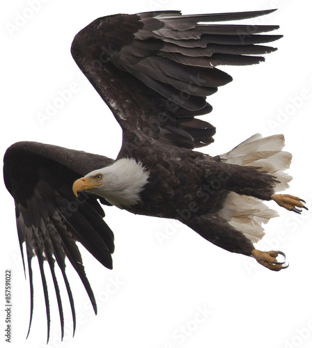American USA bald eagle flying, PNG, transparent background clip art 