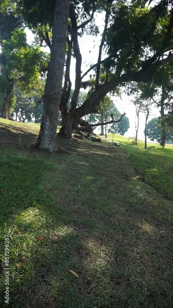 beautiful vertical video portraits of natural scenery, natural panoramas of hills, and tall green trees and expanses of green grass