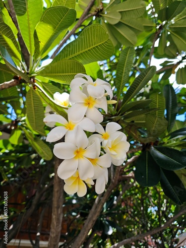 Obraz na płótnie Leela Wadee flower