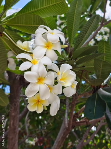 Fotografie Leela Wadee flower
