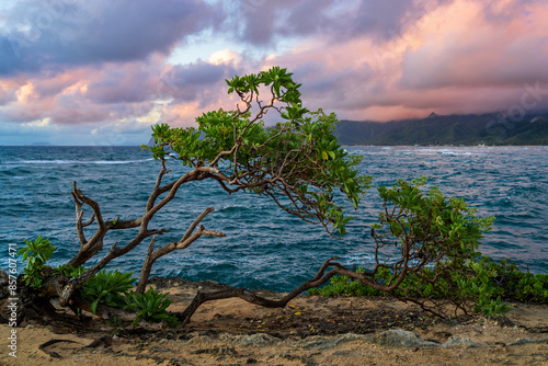 A bent and twisted Kahuku tree grows on the wind shore at Laie Point, Oahu, Hawaii. photo