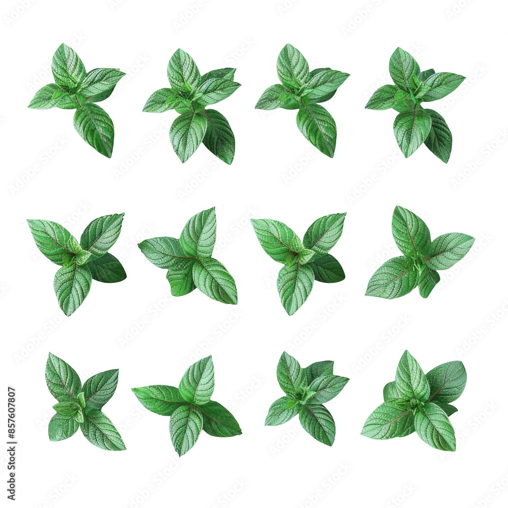 Isolated Mint Leaf on transparent background: Set of Fresh Mint Leaves Captured from Top with Full Depth of Field Isolated Mint Leaf on transparent background: Set of Fresh Mint Leaves Captured from Top with Full Depth of Field