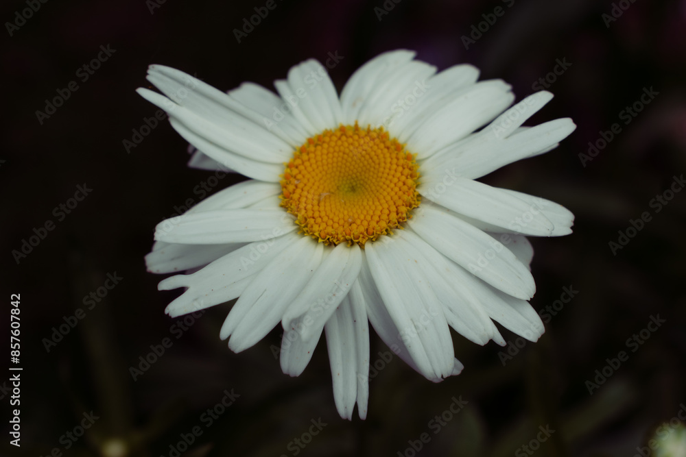 White Shasta Daisy Blooming Flower in a Summer Garden White Shasta Daisy Blooming Flower in a Summer Garden