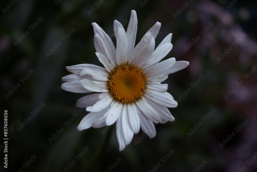 White Shasta Daisy Blooming Flower in a Summer Garden White Shasta Daisy Blooming Flower in a Summer Garden