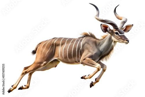 Greater Kudu Isolated On White Background.