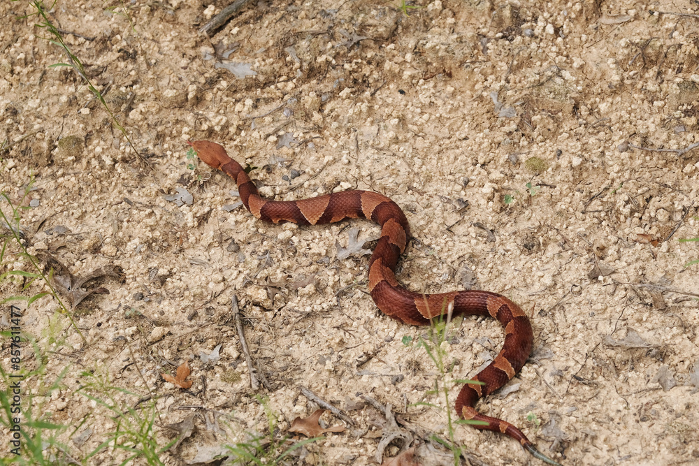 Fototapeta premium Venomous copperhead snake closeup on Texas ground.