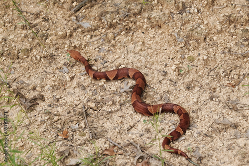 Venomous copperhead snake closeup on Texas ground. photo