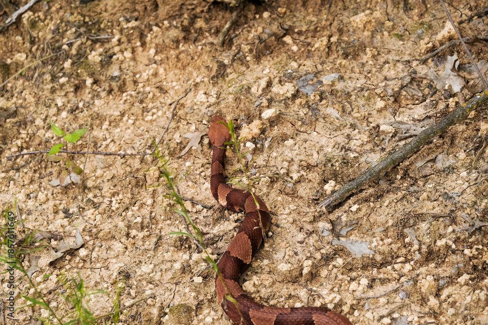 Venomous copperhead snake from top view on Texas ground. Venomous copperhead snake from top view on Texas ground.