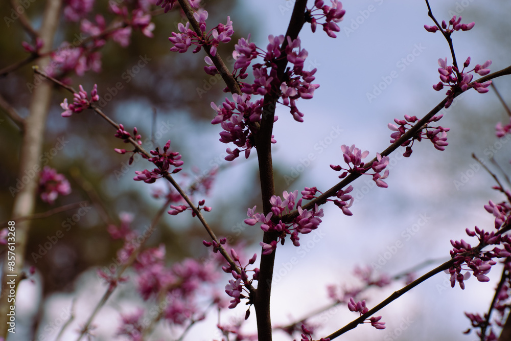 Eastern Red Bud Tree Blooming Flowers in a Spring Garden Eastern Red Bud Tree Blooming Flowers in a Spring Garden