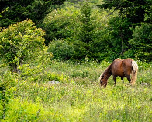 Fotografie A flaxen chestnut mare grazes in a meadow in Grayson Highlands State Park in Virginia