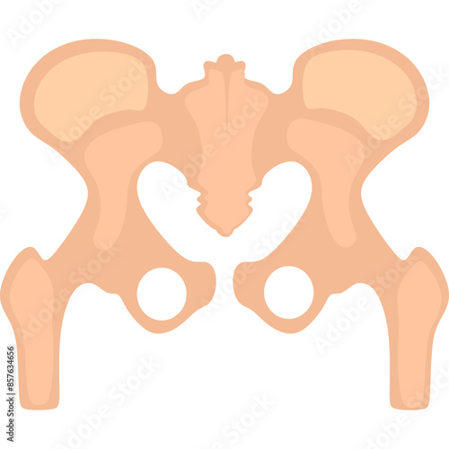 pelvis bone human illustration