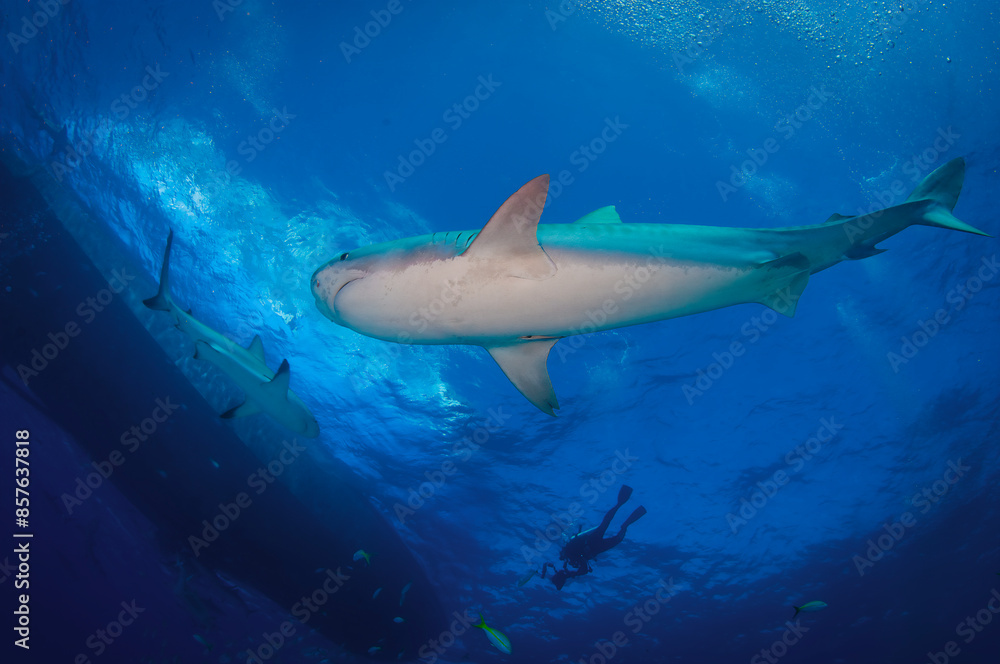 Fototapeta premium A tiger shark swimming underneath a boat