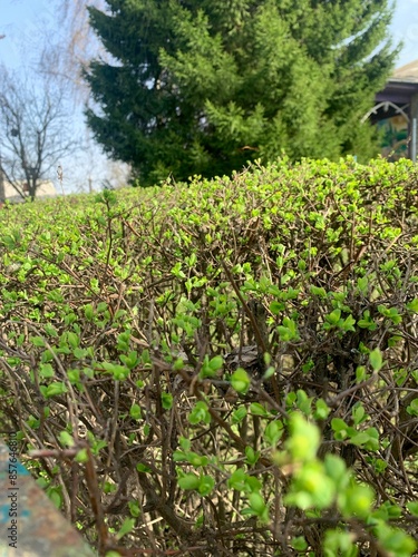 young leaves on the hedge in spring