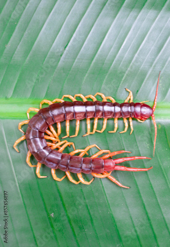 A centipede can bite. It is a poisonous animal and has a lot of legs.It's on a leaf. photo