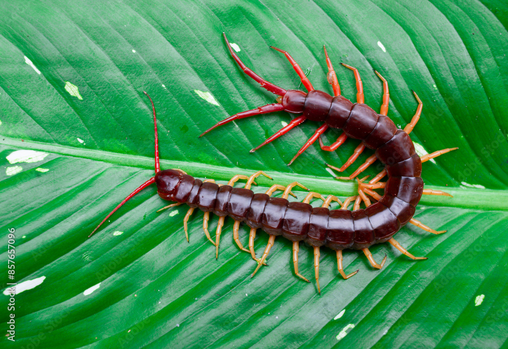 Obraz premium A centipede can bite. It is a poisonous animal and has a lot of legs.It's on a leaf.