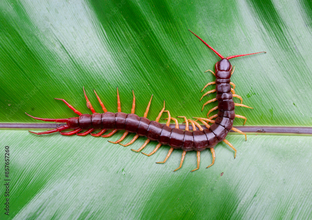 Obraz premium A centipede can bite. It is a poisonous animal and has a lot of legs.It's on a leaf.