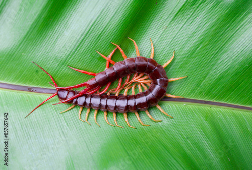 A centipede can bite. It is a poisonous animal and has a lot of legs.It's on a leaf. photo