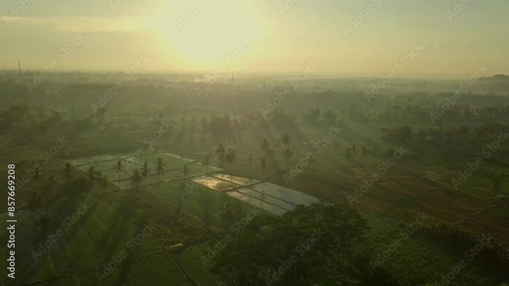 beautiful sunrise on the ricefield beautiful sunrise on the ricefield