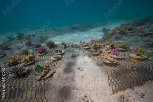 Coral Ocean Conservation - Growing corals on shallow reef nursery - Maine Biology NGO project to rehabilitate the Ocean   photo