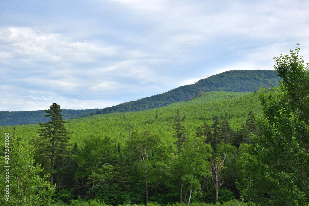 Obraz premium Hills and mixed forest.