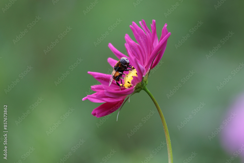 コスモスは秋に咲く花です。 コスモスは秋に咲く花です。