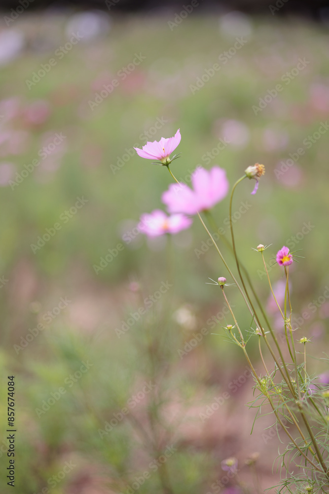 コスモスは秋に咲く花です。 コスモスは秋に咲く花です。