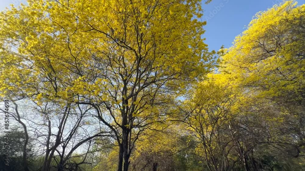 walking through a forest of yellow trees walking through a forest of yellow trees