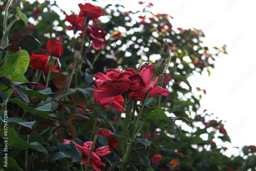Beautiful Rose flowers of Red, Pink and Orange Color in a garden of spring Beautiful Rose flowers of Red, Pink and Orange Color in a garden of spring