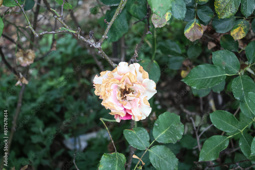 Fototapeta premium Lush beautiful Yellow and White Roses in a garden