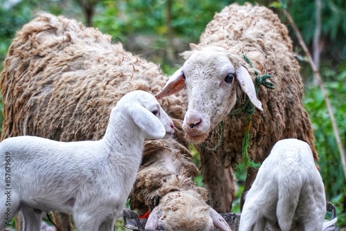 the flock is being fed photo