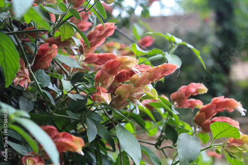 Shrimp plant or  Justicia brandegeeana photo