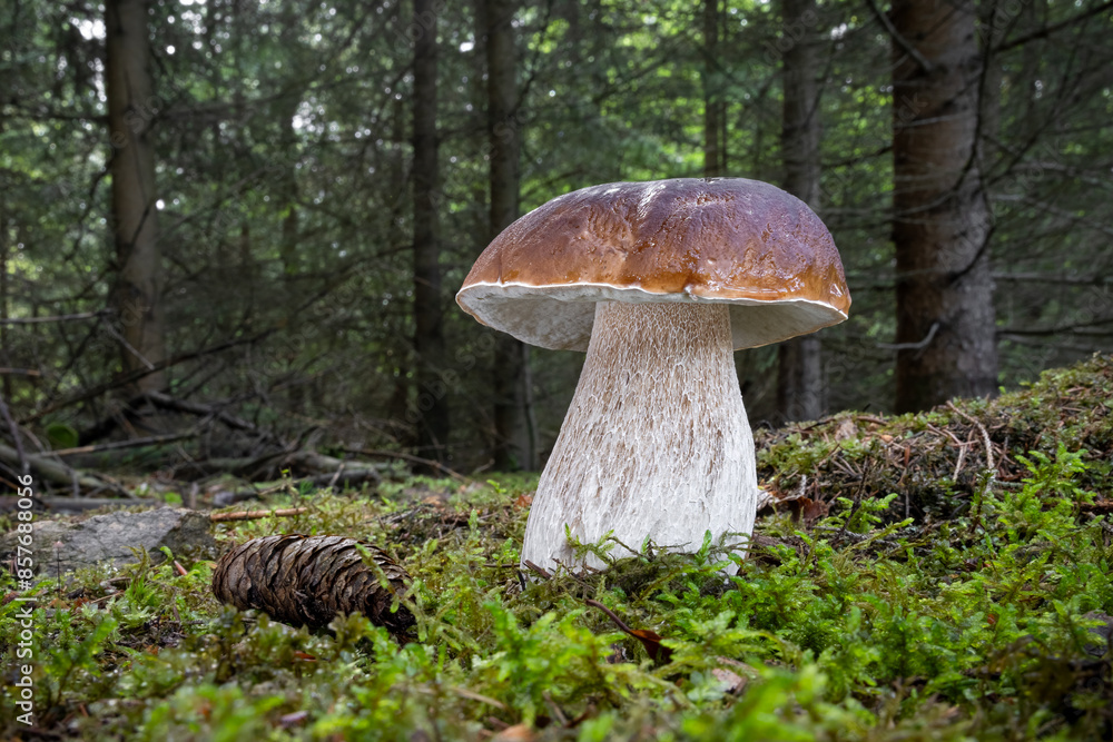 Amazing edible Boletus edulis mushroom known as cep, porcini or penny bun in mossy spruce forest Amazing edible Boletus edulis mushroom known as cep, porcini or penny bun in mossy spruce forest