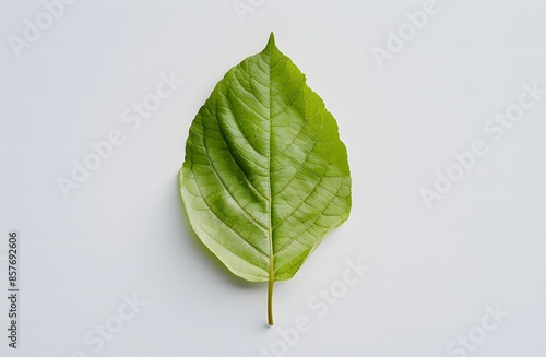 green leaf on a white background ai generative